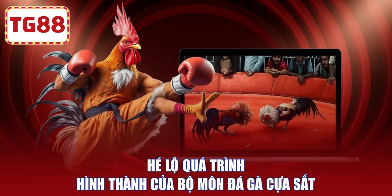 Hé lộ quá trình hình thành của bộ môn đá gà cựa sắt 